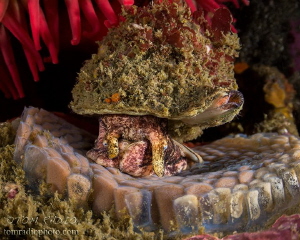 Hairy Triton looking over it's eggs
Puget Sound, WA, U.S.A. by Tom Radio 